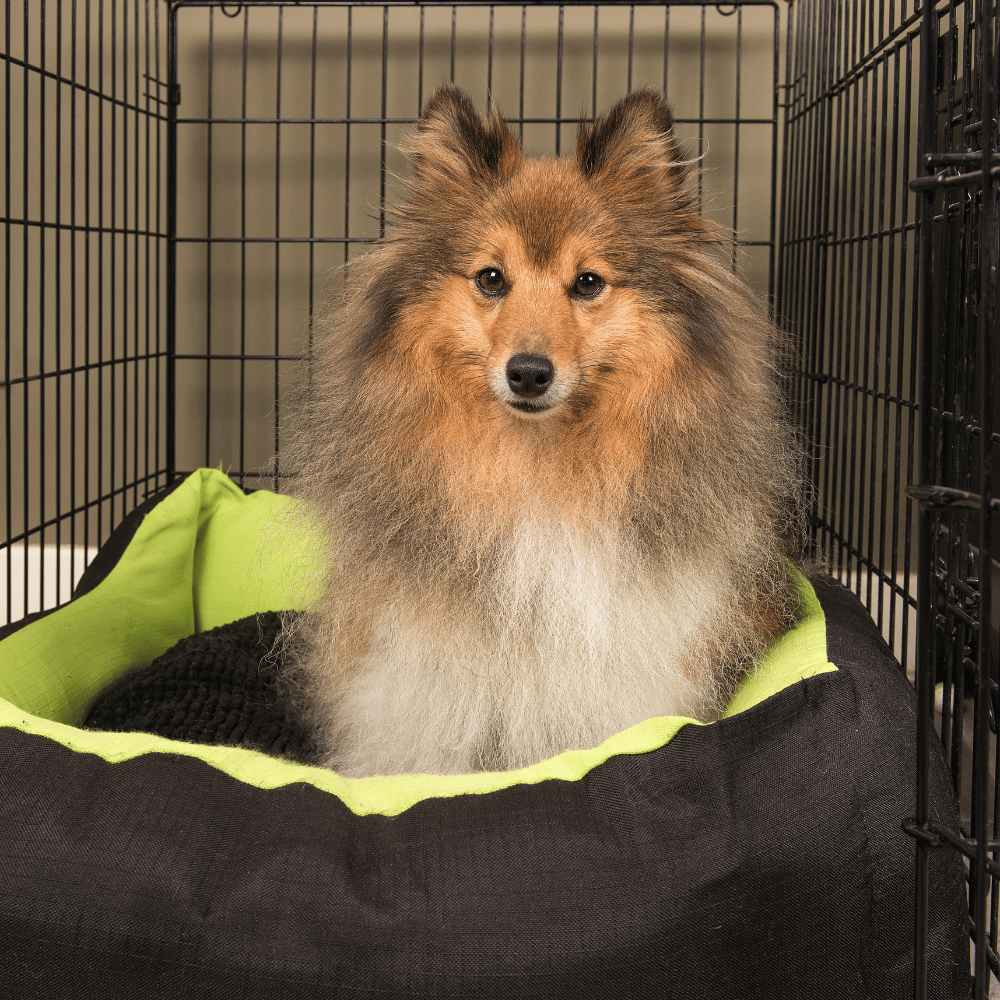 Choosing The Right Crate Size For Your Dog Choosing The Right Crate Size For Your Dog