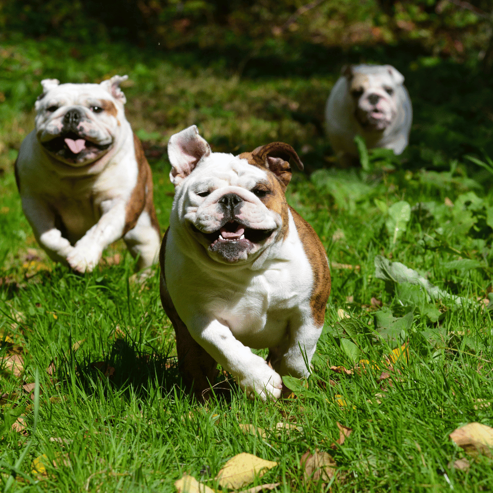 Choosing the Right Crate Size for Your Dog