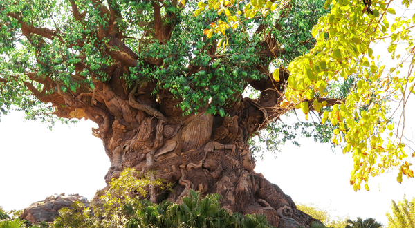 Disney's Animal Kingdom Theme Park