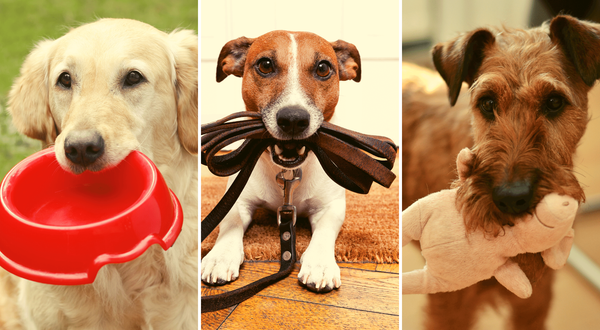 What to Pack When Traveling with a Dog