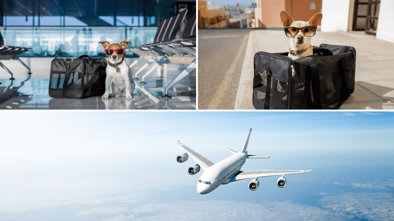 how to prepare a dog crate for air travel