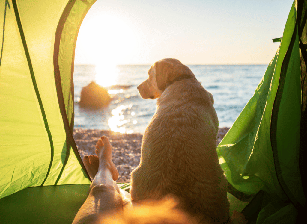 how to tent camp with a dog